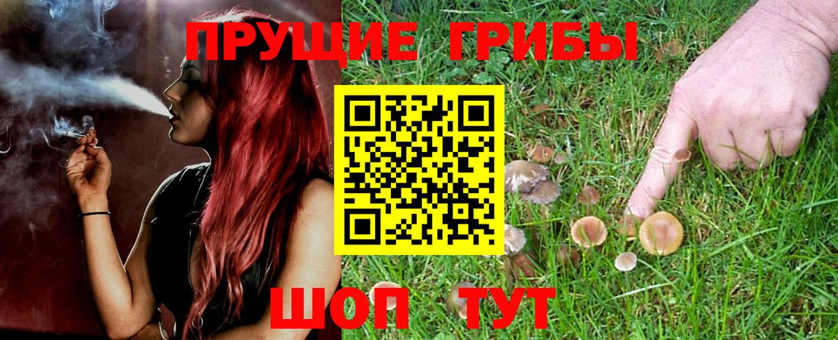 Псилоцибиновые грибы Psilocybe Воронеж